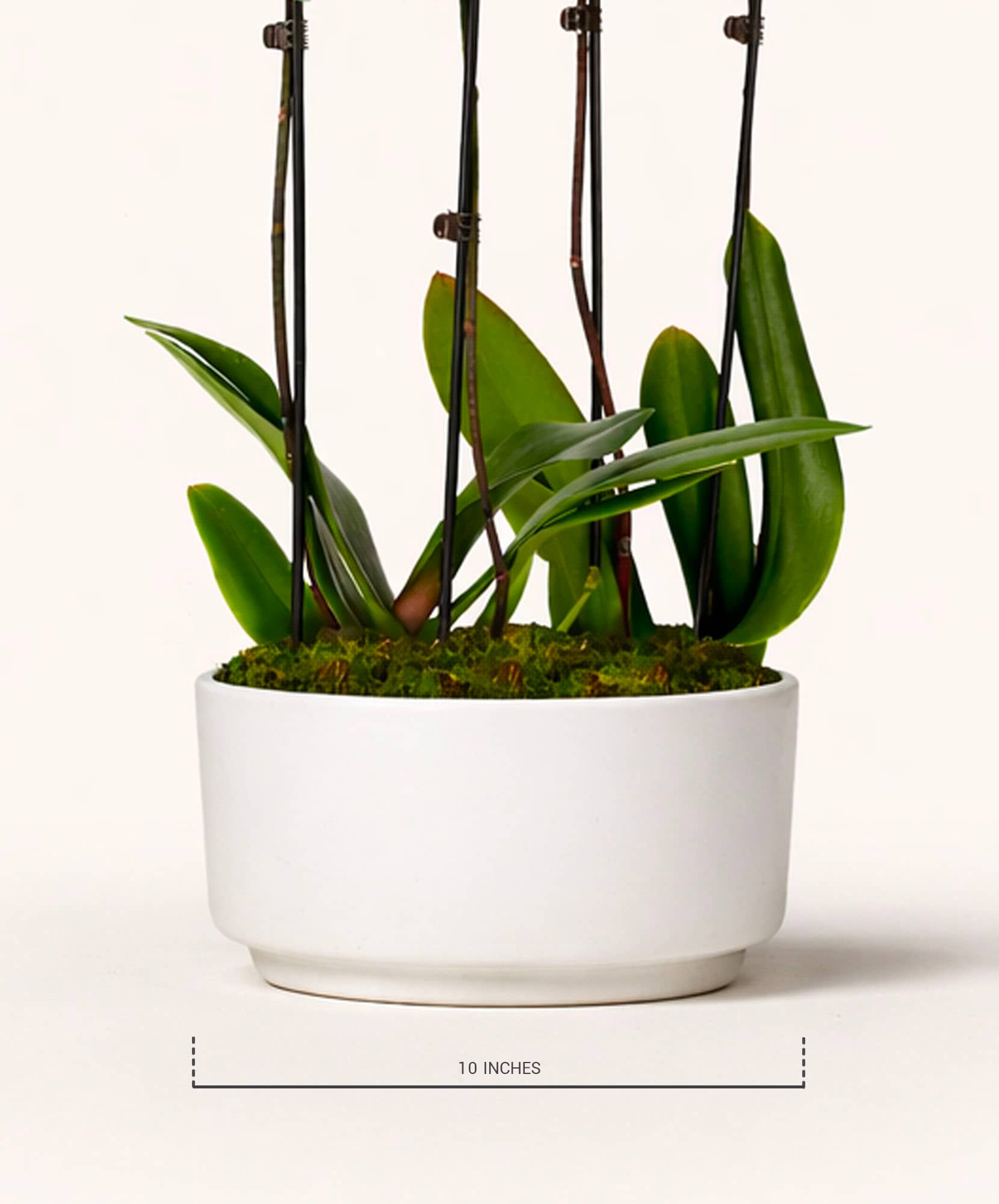 Elegant indoor orchid plant in a stylish white pot, perfect for home decor.